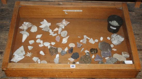 Qty of shells and stones in cases